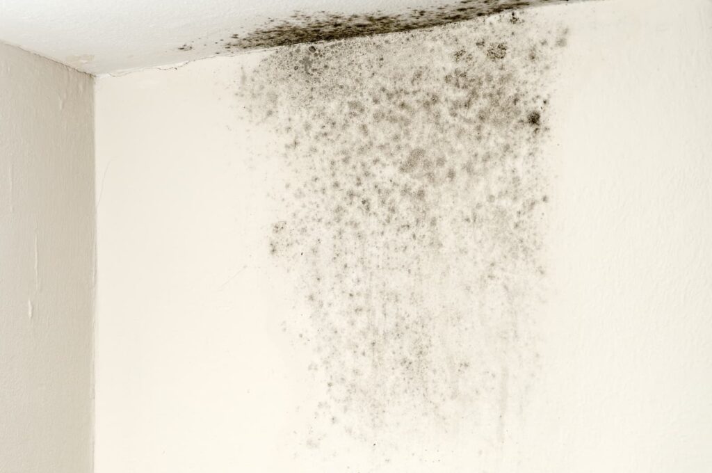 Rising damp West Kent & East Sussex
