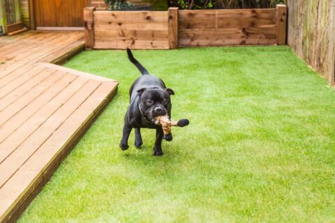 Leading Supplier of Artificial Grass in West Kent & East Sussex