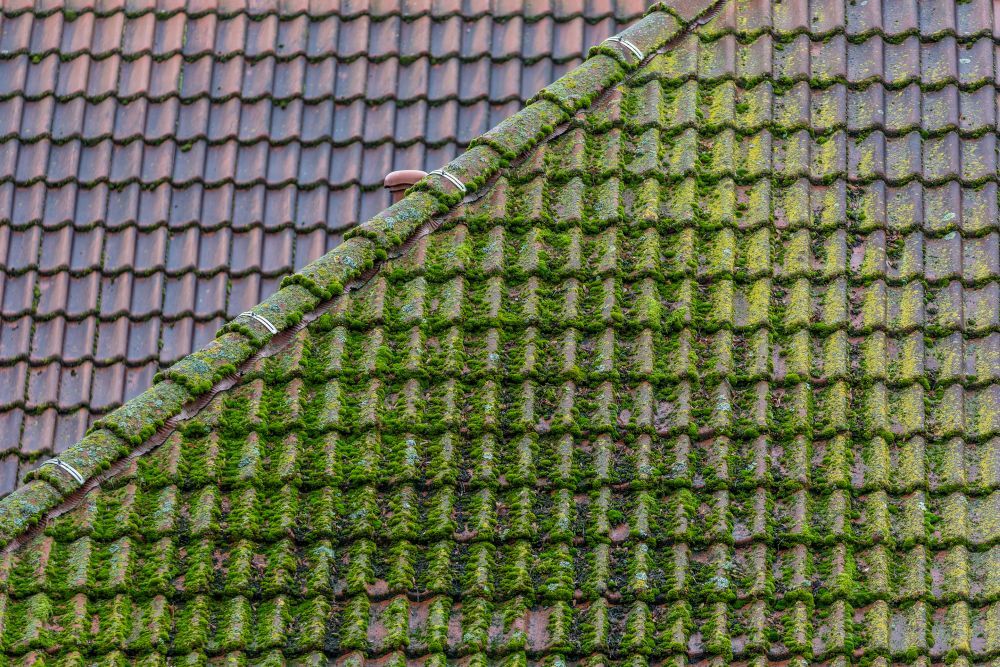 Moss cleaning services West Kent & East Sussex